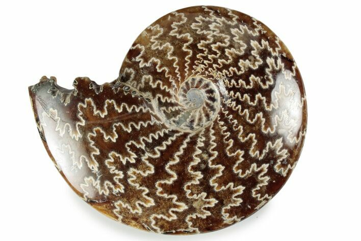 Polished Ammonite (Cleoniceras) Fossil - Madagascar #358458